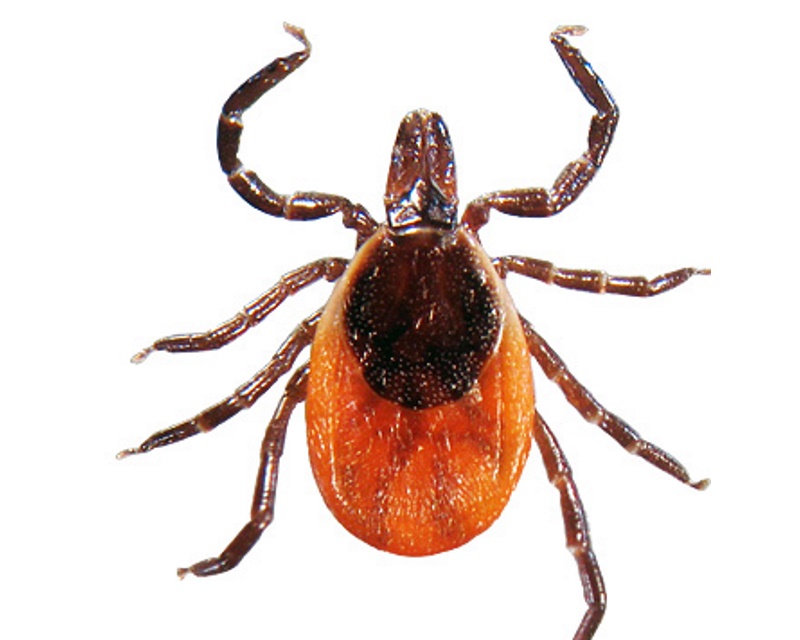 Tick Borne Illness - Camp Tomahawk